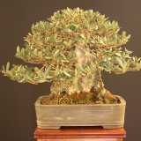 Un ulivo in miniatura, originario della Puglia (Foto dell'associazione "Bonsai e Dintorni")